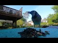 Bluejays enjoying food #birds  #bluejaybird #nature