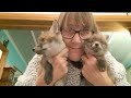 Update on these little loves ❤️ #wildlife #fox #cuteanimals #cubs #viral #vlog #fyp #mylife