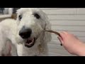 Goldendoodle April Food And Treats Empties | Apr 2023