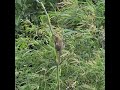 Grey-bellied squirrel on a bamboo stalk