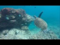 ShamRocks Scuba Dive - UAE