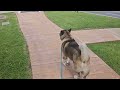 Walking a Confident Dog ● What Is the Appropriate Distance?