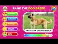 Dog Tier List 🐶 Rate the TOP 70 DOG BREEDS 🐕🐾 Quiz Kingdom