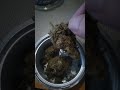 EURROKA, Cirtadelic SunSet X Sour Mango, Via Sativite 29%THC Canadian Grown Oz Review