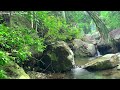 Stream Nature Sounds with Birds Singing in Forest, 10 Hours of White Noise, Relaxing Water Sounds
