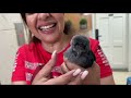 RESCUED this INJURED baby CROW 🐦‍⬛ | He proved he is my PURVAJ
