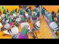 How easy it is to raise pigeons in China - Pigeons cost 12,000 USD | Pigeon processing factory