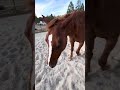 Here is some raw footage for anyone!!! #horse #equestrian ​⁠