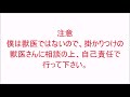 あなたは大丈夫？小型犬のパテラ予防７つのポイント【トイプードルがいる生活】