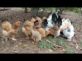 Feeding My Free-Range Brahma Chickens