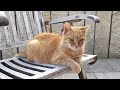 Relax Your Cat - 3 HOURS of Soothing Music for Cats | Cat Purring Sounds | Sleepy Cat