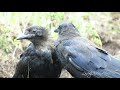 The Sweetness of Crows | Can Crows Be Sweet?