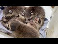 Very Protective Mother Raccoon Runs For Her Baby