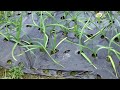 텃밭에서 마늘 재배하기...Growing Garlic in the Garden....在地裏種大蒜....Jeonju ..... 全州市... KOREA