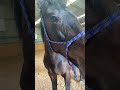 #horse trying mandarin #funny #shorts