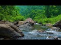 River sounds, birds singing Relaxation - Peaceful forest river - 3 hours long.