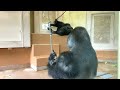 Father gorilla shocked by daughter's anger 💔 Shabani Group