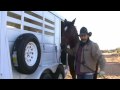 Giving a Horse Paste Products.wmv