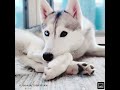 Skaya Siberian Edit| Part 18 #skayasiberian #skaya #skayaedit #capcut #viral #husky #puppy #cute #aw