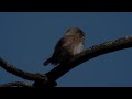 Kulíšek nejmenší, Glaucidium passerinum, Eurasian Pygmy Owl, Sperlingskauz, Dwerguil, Mochuelo chico