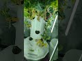 Tower Garden@TowerGardens