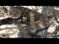 2020-04-22 - Western Diamondback Rattlesnake