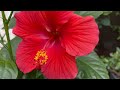 Hibiscus flowers @ColorfulLifeInCali