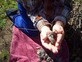 Baby rabbit's we found in our backyard under some sticks