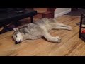 Huskydog dreamer