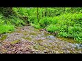 Sounds of nature, murmur of a stream || The sound of the stream is relaxing || Healing Nature Sounds