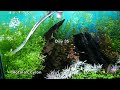 LUDWIGIA WHITE - Simple Planted Aquarium Setup
