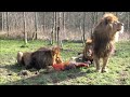 BARBARY LION FEEDING 🔴 THREE HUGE BARBARY LIONS in CAPTIVITY FEEDING THEM