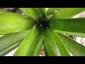 How to grow pineapple from crown to harvest-Part 1 ( 0-9 months)