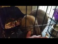 Newborn mini lop bunnies Nov 17, 2015