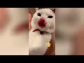 Funniest Cats And Dogs Videos 😁 - Best Funny Animal Videos 2024🥰
