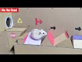 Funny Hamster | Hamster Escape Maze Collorfull Amazing