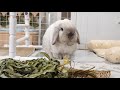 Relaxing weekend vlog with two bunnies 🐰🏠