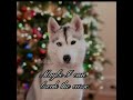 Skaya Siberian Edit| Part 19 #skayasiberian #skaya #skayaedit #capcut #viral #husky #puppy #cute #aw