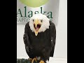 Bald Eagle Call