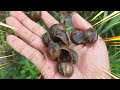 Hunting snails, Hunting for snails, Looking for rice field snails, golden snails, Conch
