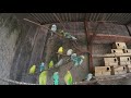 1 HOUR BUDGIE'S SOUNDS - Calm, Sleep, Chill Budgies (HQ Audio) July-22-2019