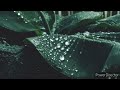 Nature Rain Sound  Sleeping & Soothing Music Relaxing Music ☘️☘️