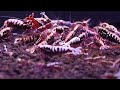 Three Pillars of Successful Shrimp Keeping for Beginners Episode 1