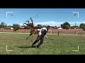 Malinois and german shepherd TOP  20 long attacks