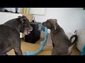 Dynamic Duo: English Staffy Puppy's Playtime Shenanigans with Big Sis and Winner Announcement!
