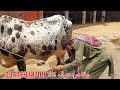 وقاص عرف کالا 7 باکھڑی بھینسیں1 گائے1 مالی برائے فروخت 30 جولائی2024 karnana channel