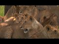 EXTREMELY DANGEROUS WILDLIFE | DOLBY VISION™ HDR 8K (CLOSE-UP)