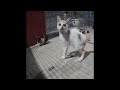 🐈😸 Funniest Cats and Dogs 🐕🤣 New Funny Animals 2024 # 25