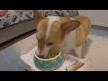 調理動画？動物動画？やっぱり讃岐うどんは美味かった！【コーギー犬モナ101】