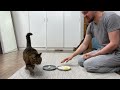 What Will Huskies And Cats Choose? Raw Egg VS Cooked